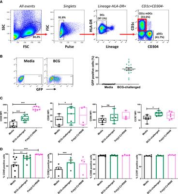 Glucose metabolism and its role in the maturation and migration of human CD1c+ dendritic cells following exposure to BCG